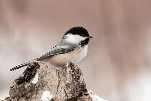 A chickadee sits on a tree trunk
            snow dusting the bottom of the trunk
