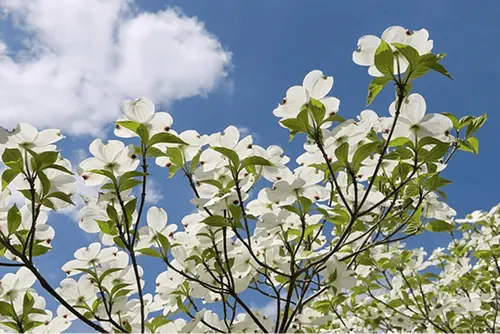 The blossoms of a dogwood tree, fully ablaze, with a bright blue
            sky in the background, with a wispy cloud