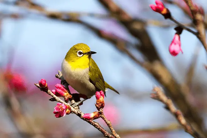A beautiful yellow bird sits perched on the branch of a
                    cherry blossom tree branch, a bright blue sky in the background